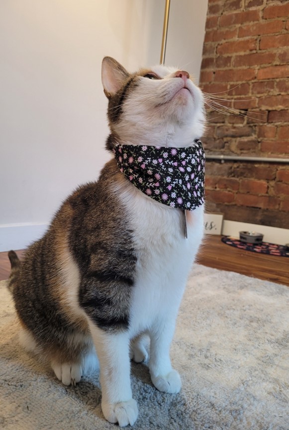 French Toast wearing a flower-pattern scarf.