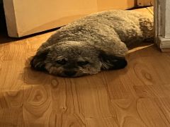 Gráinne laying flat on the floor in bread mode