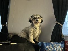 Gráinne sitting on the back of the sofa